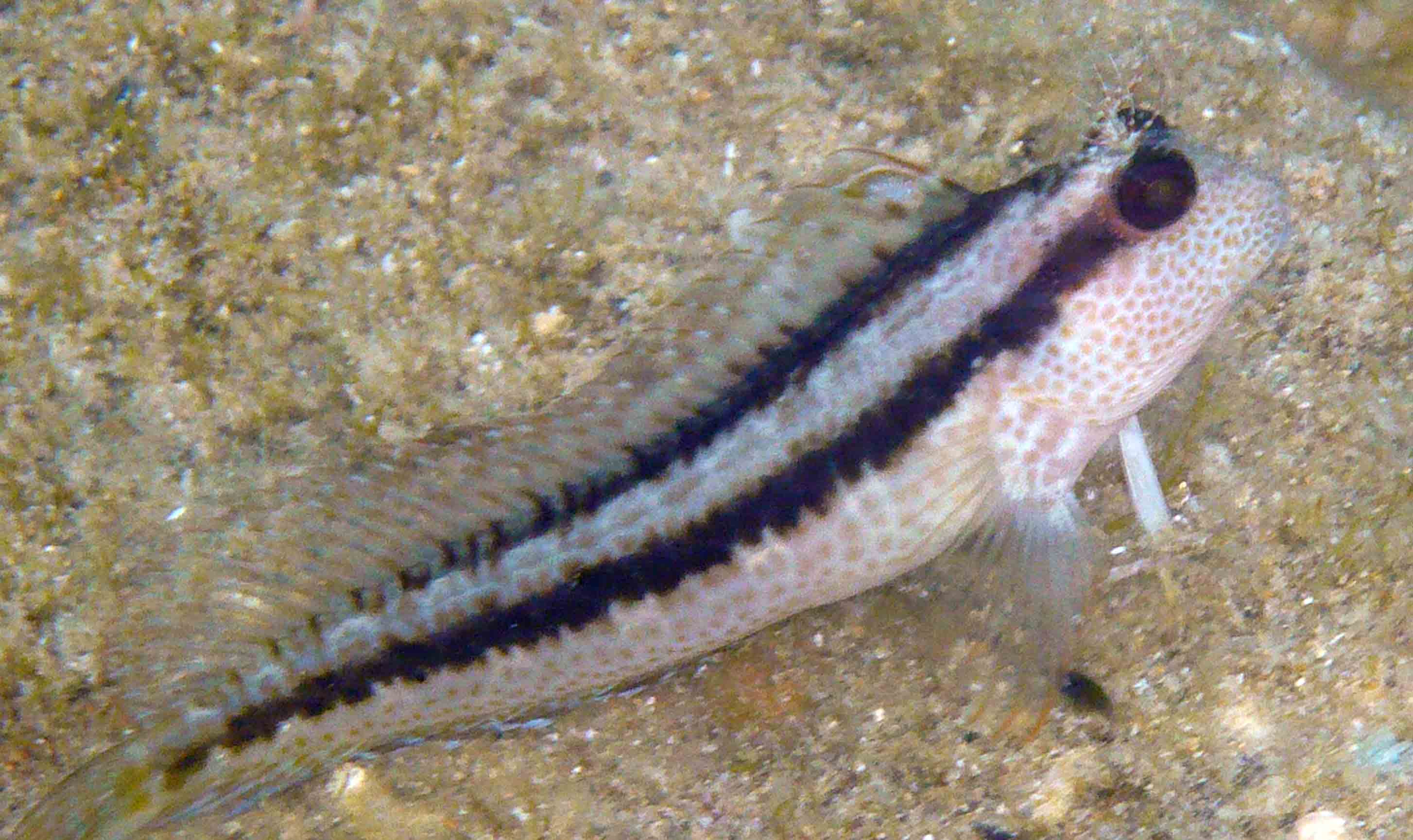 Bavosa africana (Parablennius pilicornis)
